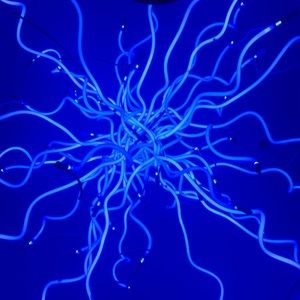 Meet your Posher, Griff